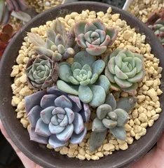 多肉植物　子株7苗セット　寄せ植え用