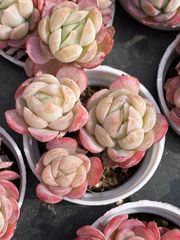 12株の抜き苗セット】パナメーラ 多肉植物 佐川急便発送 エケベリア