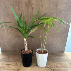 青年の木・パキラ 2種セット 小③ Yucca elephantipes・Pachira ユッカ ユッカ・エレファンティぺス 発財樹 モンキーツリー カイエンナッツ カイエンナット 観葉植物 観葉 植物 インテリア  おしゃれ かわいい プレゼント 贈り物