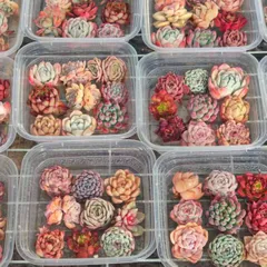 限定特価  P2 多種類 9株セット カット苗 詰め合わせ 多肉植物 エケベリア 韓国苗