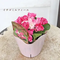 H様専用ページ 花苗 プリムラ プレミアム ジュリアン ×4種類 花苗 マーガレット スマッシュ ピーチアイ 3.5号 PW マーガレット ローリー 3.5号各１苗ずつ