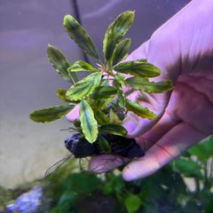 実生ブセ】Bucephalandra cv.