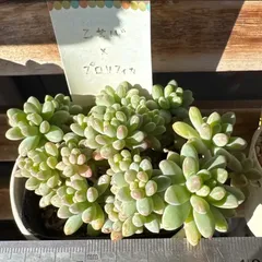 古都の葉さん苗❣️乙女心×プロリフィカ❣️セール‼️札付き❗️多肉植物　抜き苗