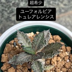 種・種子 正規輸入種子1粒 エンセファラルトス アレナリウス トゥルー