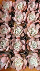 男*屋様 K1278　フェスティブス　50株　多肉植物 抜き苗 エケベリア 韓国 男*屋様 K1278 フェスティブス 50株 多肉植物 抜き苗 エケベリア 韓国