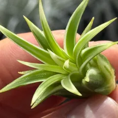 2026年最新】イオナンタ アルボの人気アイテム - メルカリ