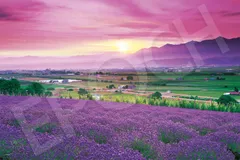 【人気商品】点数券付き ヘラ付き のり付き EPOCH 09-052s (50x75cm) ラベンダー色の富良野-北海道 ジグソーパズル 1000ピース エポック社