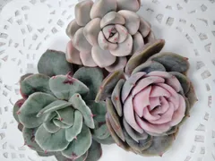 2026年最新】ブルーサプライズ錦の人気アイテム - メルカリ