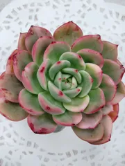 フラメンコ錦　A