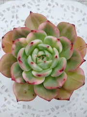 フラメンコ錦　B