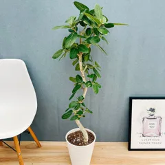 2026年最新】フィカス・ ベンガレンシスの人気アイテム - メルカリ