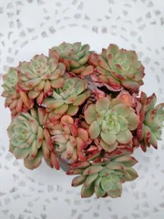 シュガーベイビー