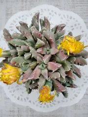 フォーカリア　四海波錦　大苗