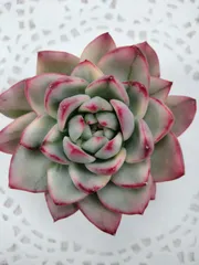 ロイヤルシャネル錦　A