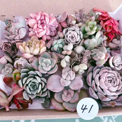 41 訳あり多肉植物