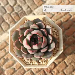 多肉植物 一点もの エケベリア 碧美尼 永遠ラベル付き TK11-4 現品 写真の子をお届け エケベリア通販 多肉植物通販 ガーデニング 紅葉多肉 美苗 紅葉 丈夫な自社栽培株