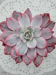 ラウレンシス錦　A