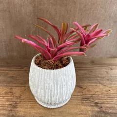 2026年最新】珍しいタンクブロメリアの人気アイテム - メルカリ