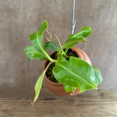 ネペンテス ハイブリッド パルムポット 現品 Nepenthes ウツボカズラ科 ネペンテス属 ウツボカズラ 食虫植物 観葉 観葉植物 観葉 植物 珍奇植物 珍奇 珍しい レア 希少 インテリア おしゃれ プレゼント 小さい 素焼鉢 おうち時間