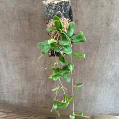 ホヤ ロツンディフォリア コルク付け 現品 サクララン 桜蘭 ロツンディフローラ Hoya rotundiflora  ロツンディフローラ  観葉植物 観葉 植物 珍奇植物 珍奇 珍しい レア 希少 つる性植物 つる性 ハンギング 吊るす 吊り下げ プレゼント