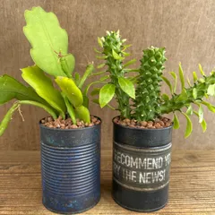 ★リメイク缶★ エピフィラム ビーバーテール・モナデニウム不明種 2種セット 現品 観葉植物 観葉 植物 珍奇植物 珍奇 珍しい レア 希少 多肉植物 多肉 カクタス インテリア プレゼント おうち時間 グリーン 男気 カッコイイ