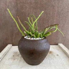 ★リメイク鉢★ サルコステンマ ソコトラナム Sarcostemma socotranum 現品 キナンクム 観葉植物 観葉 植物 珍奇植物 珍奇 珍しい レア 希少 多肉植物 多肉 カクタス インテリア プレゼント おうち時間 グリーン 男気 カッコイイ