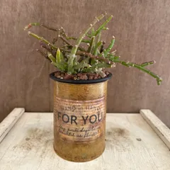 ★リメイク缶★ サルコステンマ ソコトラナム Sarcostemma socotranum 現品 キナンクム 観葉植物 観葉 植物 珍奇植物 珍奇 珍しい レア 希少 多肉植物 多肉 カクタス インテリア プレゼント おうち時間 グリーン 男気 カッコイイ