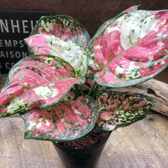 2026年最新】アグラオネマの人気アイテム - メルカリ