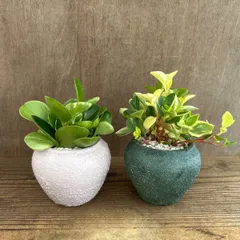 ★リメイク鉢★　ペペロミア ２種セット(グラベラ・ゴールデンゲート) リメイク鉢 Peperomia ペペロミア属 観葉植物 観葉 植物 珍奇植物 珍奇 珍しい インテリア おしゃれ かわいい プレゼント おすすめ