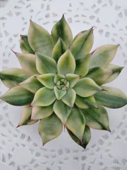 ブラックチップ錦