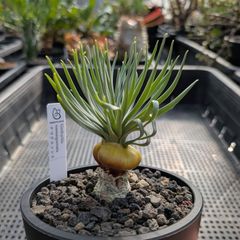 ゲチリス ナマクエンシス ※メルカリ便(鉢植え) - メルカリ