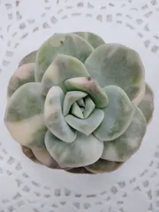 バンプラブリーローズ錦　A