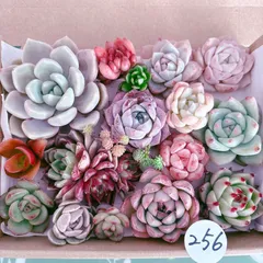 256 多肉植物寄せ植えセット