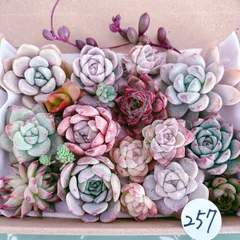 257 多肉植物寄せ植えセット