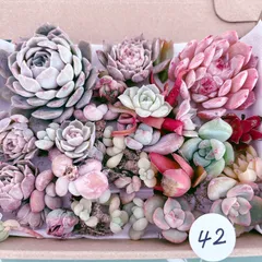 42 訳あり多肉植物