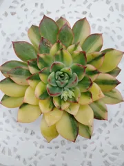 パロミタス錦　A