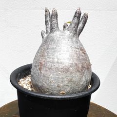 ミニサイズ】キフォステンマ モンタグナッキー 現地球現地球 - メルカリ