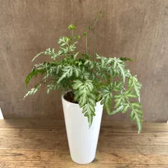 プテリス エバーゲミエンシス 陶器鉢 現品 Pteris ensiformis 'Evergemiensis' 常緑シダ植物 シダ植物 シダ 観葉植物 観葉 植物 珍奇植物 珍奇 珍しい インテリア プレゼント グリーン 涼しげな植物