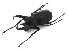 【中古】食玩 トレーディングフィギュア 06.コーカサスオオカブト 「世界昆虫大百科 第2弾 世界のカブトムシ＆クワガタ」