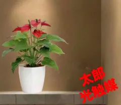 2026年最新】アンスリウム斑入りの人気アイテム - メルカリ