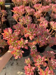 【24株の抜き苗セット】イエローフラワー　多肉植物　佐川急便発送　エケベリア　韓国苗　Z1143