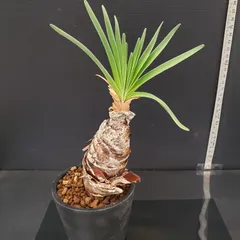 2026年最新】ブーファン ディスティチャの人気アイテム - メルカリ