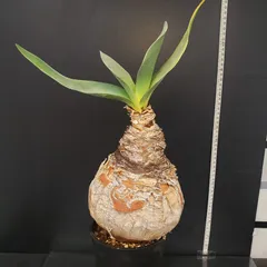 2026年最新】ハエマンソイデスの人気アイテム - メルカリ