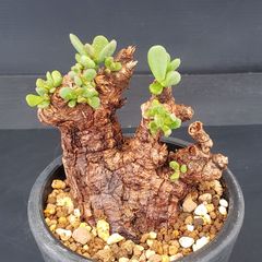 L347【新着】Pachypodium グラキリス（ML)（現地球・抜き苗）【塊根