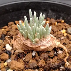 2026年最新】アボニアの人気アイテム - メルカリ