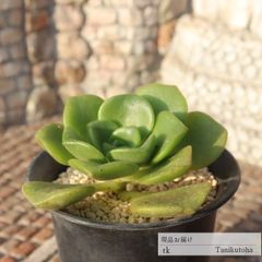 ♡多肉植物・抜き苗♡アエオニウム・リリーパッド♡ - メルカリ