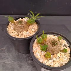 M047【新入荷！】ユーフォルビア　ガビザン　2株セット（鉢植え）【多肉植物T】