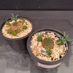 M048【新入荷！】ユーフォルビア　ガビザン　2株セット（鉢植え）【多肉植物T】