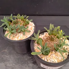 M049【新入荷！】ユーフォルビア　ガビザン　2株セット（鉢植え）【多肉植物T】