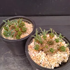 M051【新入荷！】ユーフォルビア　ガビザン　2株セット（鉢植え）【多肉植物T】